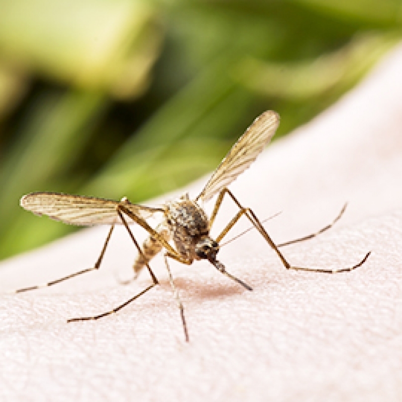 Recovery from dangers caused by animals, insects, snakes etc.